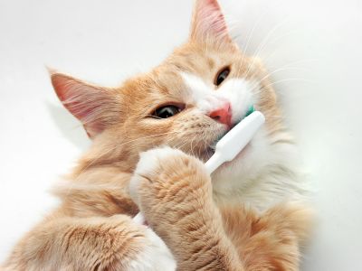 A cat brushing it's teeth