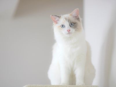 A cat is sitting on cat tree