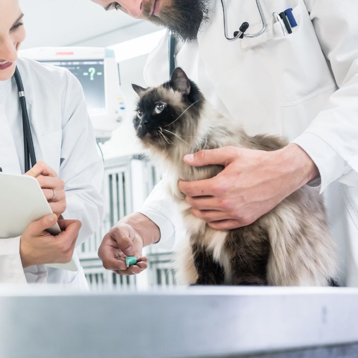 A cat is sitting on examination table