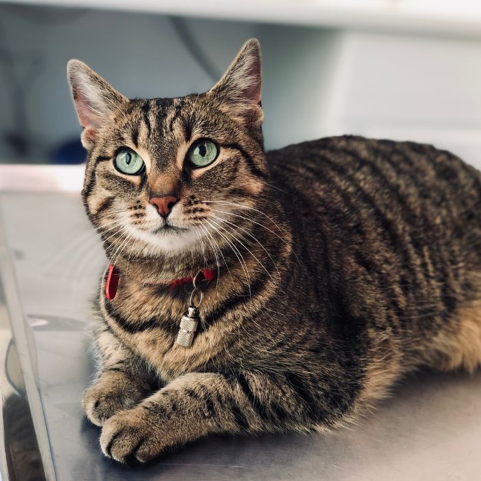 A cat is sitting on the table