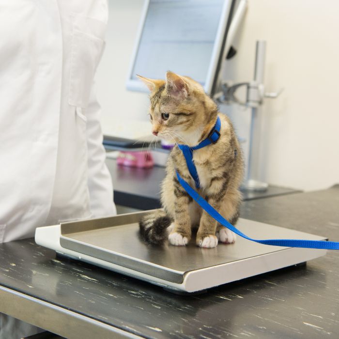 A cat is sitting on weight scale