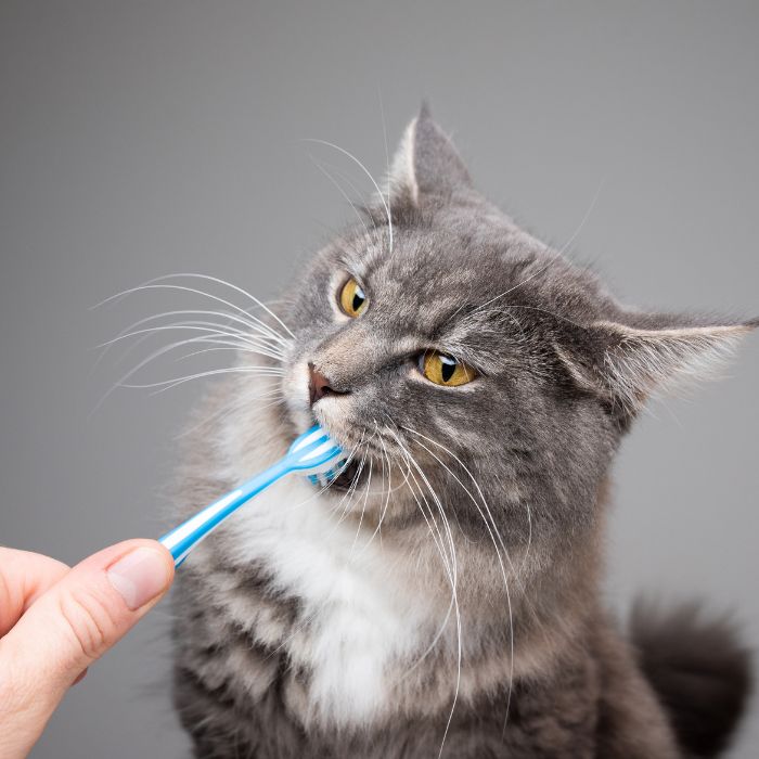 A person brushing cat's teeth