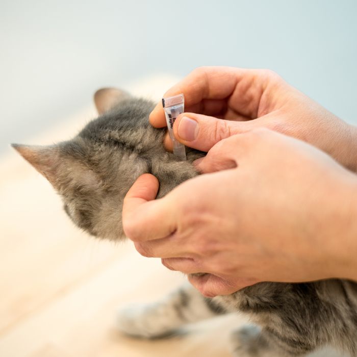 A vet applying anti-flea drops to treat a cat