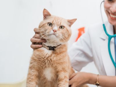 A vet is examining a cat