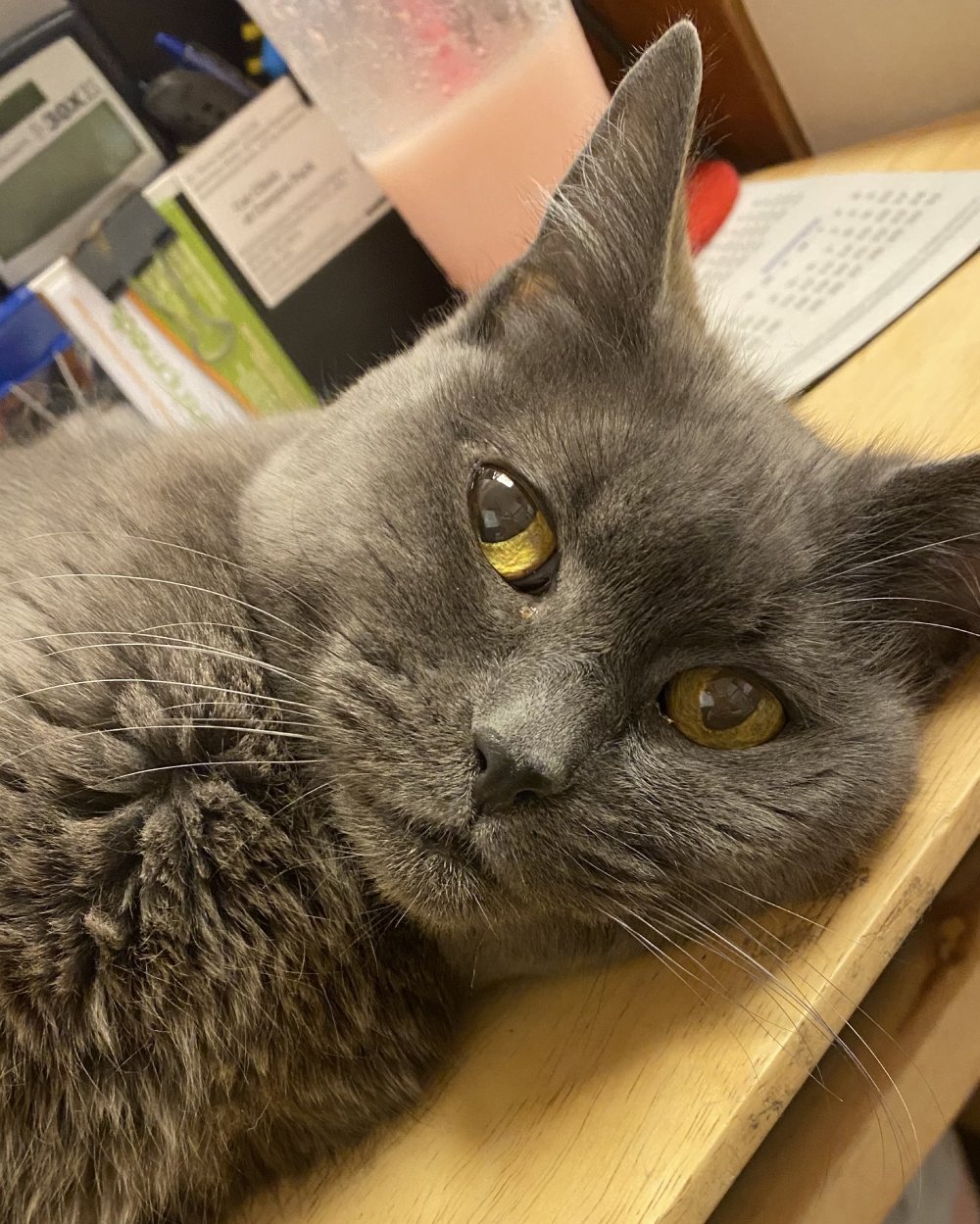 Cat is lying on the table