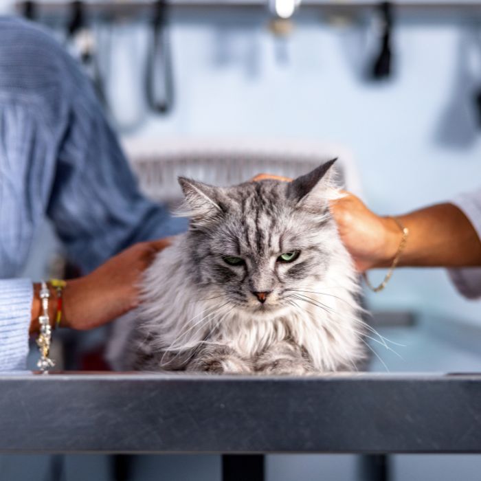 Two persons petting a cat