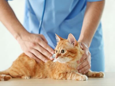 a vet checking a cat