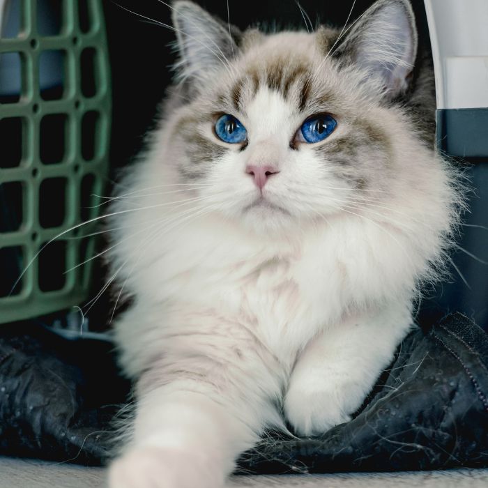 cat sitting in a carrier