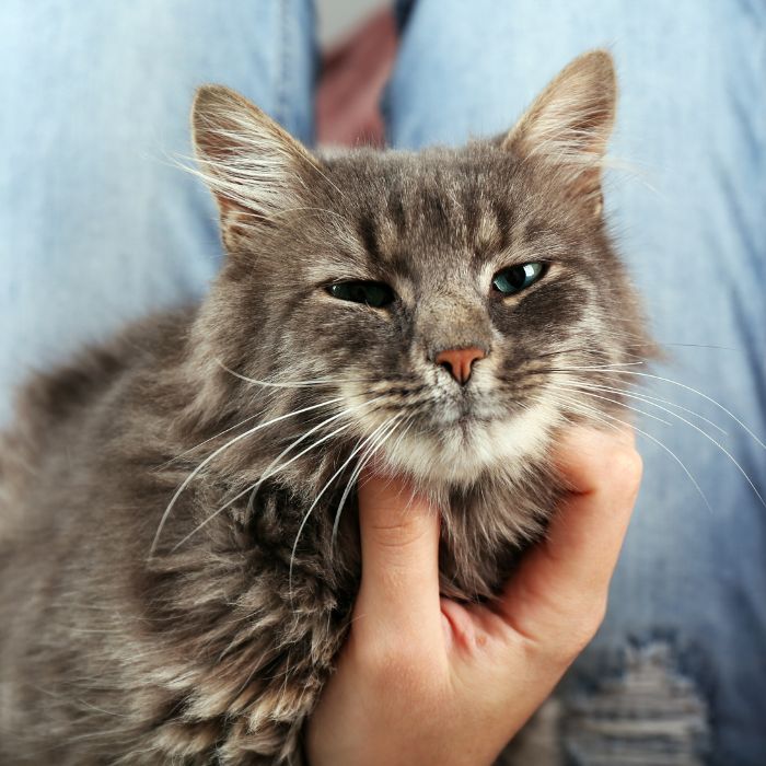 person petting a cat