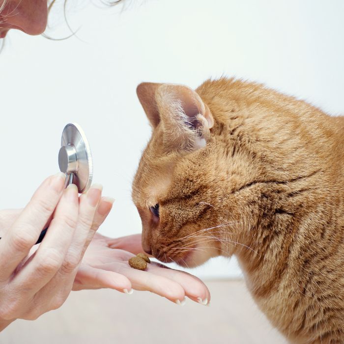 A vet examining a cat