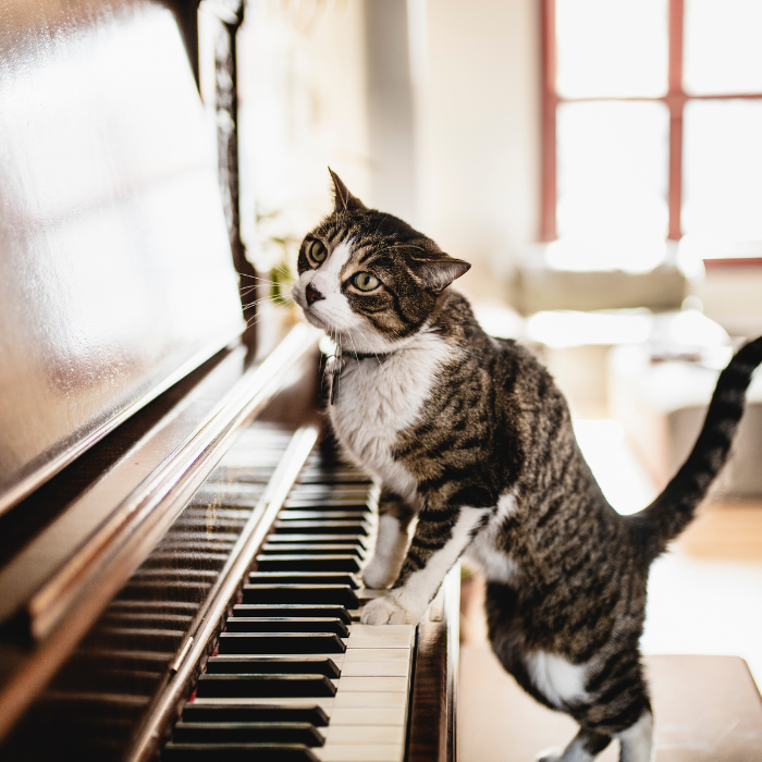 cat on piano